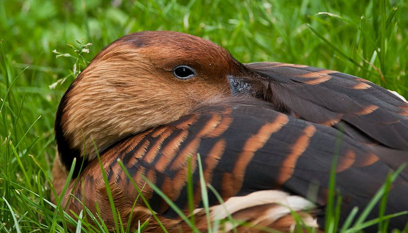 Ducks etc : Blijdorp zoo by Loek Lobel