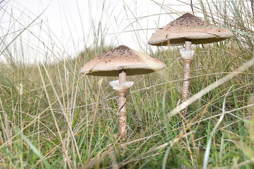 Pilze im Dünengebiet