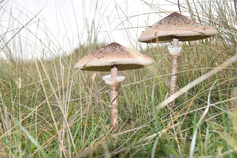 Mushrooms in the dune area by Niendem