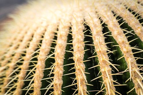 Prickly