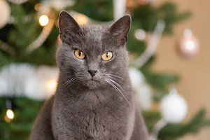 chat de Noël sur Tania Perneel