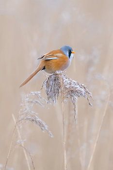 Bearded reedling atop a frost-covered cane plume.