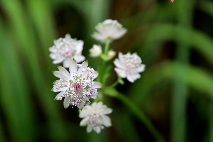 White flower 2 by Paul Emons