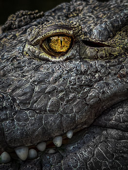 alligator oog close up