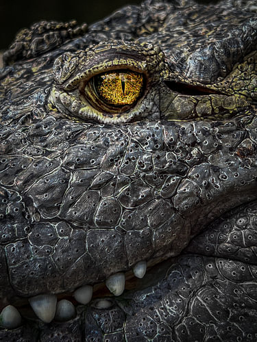 gros plan sur l'œil d'un alligator