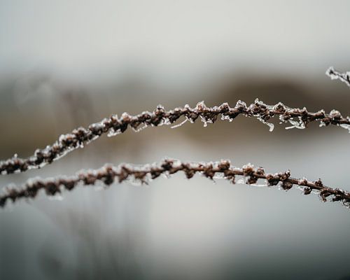 Ice line