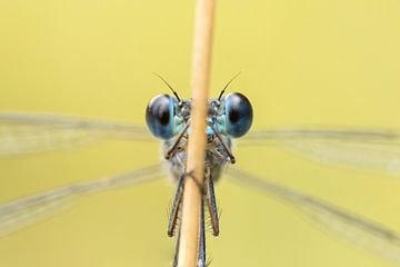 Damselfly