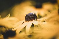 Rudbeckia in geel