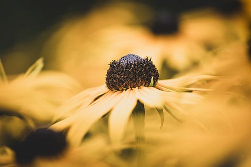 Coneflower in yellow