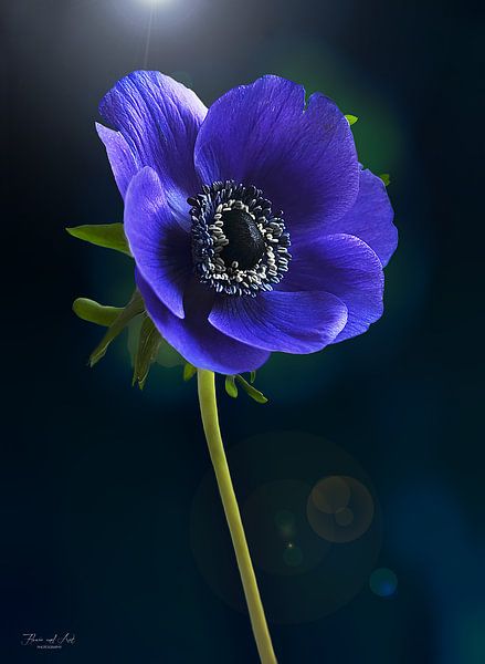 Blauwe anemoon ( Anemone coronaria) van Flower and Art