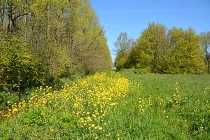 Aalkeetbuitenpolder bei Vlaardingen