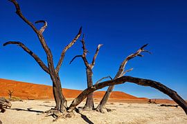 De Deadvlei in Namibië van Roland Brack
