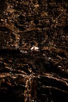 Ooievaars op Rotswand Verborgen Verbinding in de Liefde