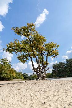 Herbst_Eiche auf Heidelandschaft