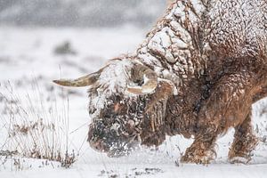 Schottischer Highlander im Schnee.