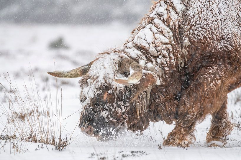 Scottish Highlander in the snow. by Albert Beukhof