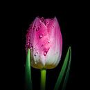 Roze Tulp van Danny van de Graaf thumbnail