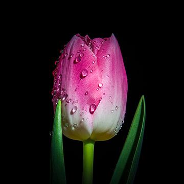Roze Tulp van Danny van de Graaf