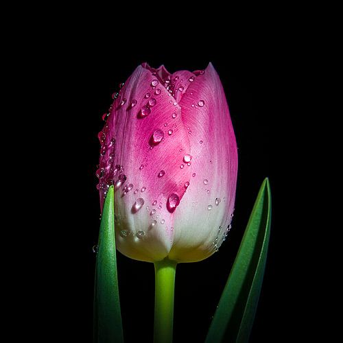 Roze Tulp