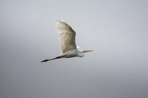 Great White Egret flying