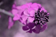 Pink love by geen poeha thumbnail