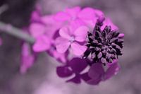 Pink love