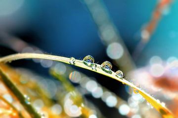 Drops when sunbathing by Nicc Koch