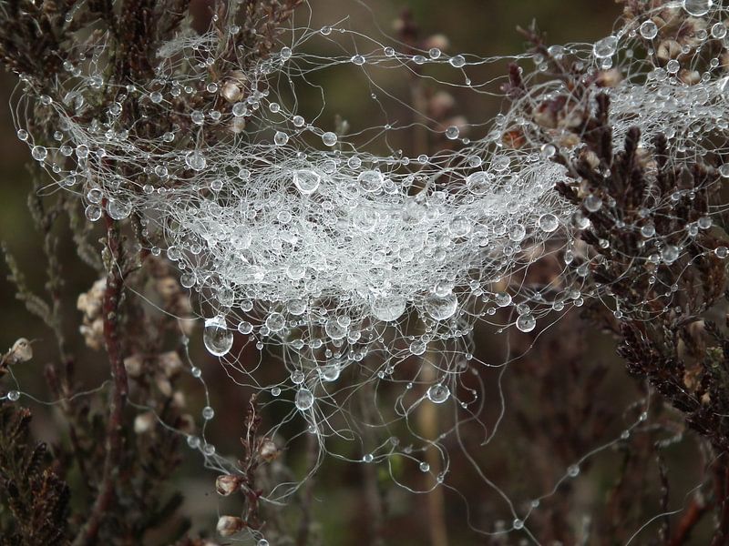 Dauwdruppels by Elja Hilboesen