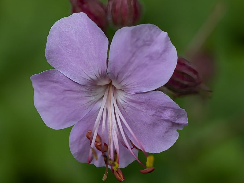 Cranesbill by Hans-Bernd Lichtblau