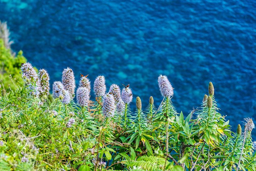 Butterflies in Madeira and its lupins by Leo Schindzielorz