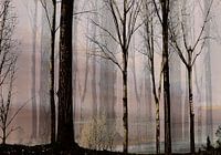 empty forest