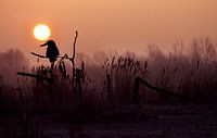 IJsvogel
