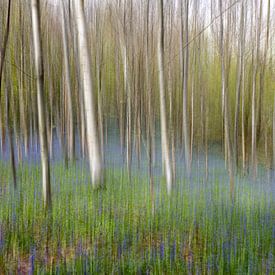 Forêt de jacinthes sur Menno Janzen