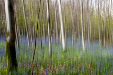 Hyacinten bos van Menno Janzen