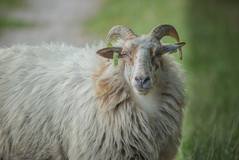 Drenthe heather sheep by Wolbert Erich
