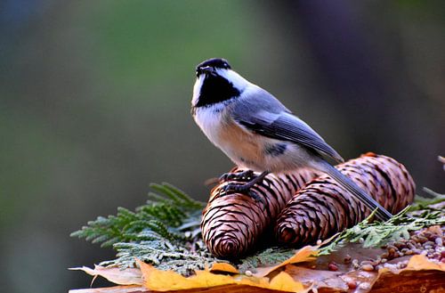 Een mees bij de tuinvoeder