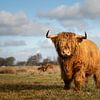 Taureau écossais des Highlands fièrement présenté devant l'objectif sur KB Design & Photography (Karen Brouwer)