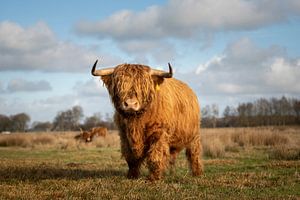 Taureau écossais des Highlands fièrement présenté devant l'objectif
