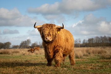 Scottish highlander bull proudly in front of lens by KB Design & Photography (Karen Brouwer)