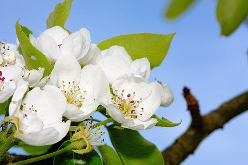Appelbloesem