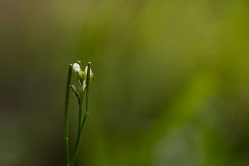 Het verlaten bloempje van Manon Moller Fotografie