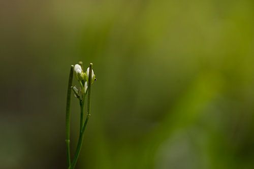 La fleur abandonnée