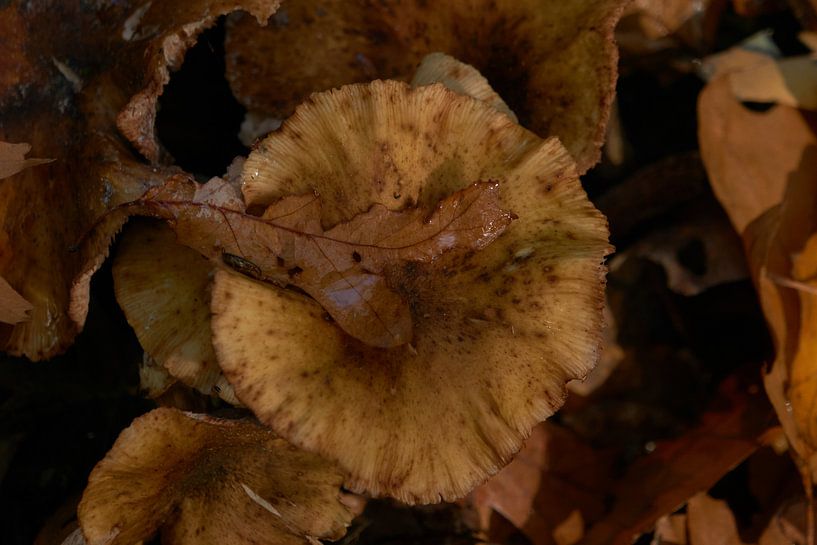 Herfst blad van Kai Grijff