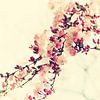Cherry blossom Vintage  by Tanja Riedel