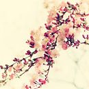 Cherry blossom Vintage  by Tanja Riedel thumbnail