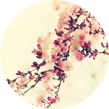  Cherry Blossom Vintage van Tanja Riedel
