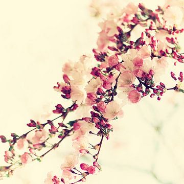 Fleurs de cerisier vintage 