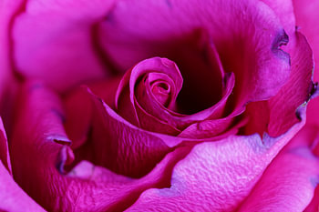Rosenblüte