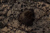 Rise of the insects