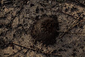 Rise of the insects